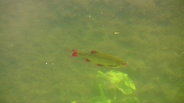 Roach (Rutilus rutilus) swimming near the surface in the clear water of a British canal with green weed forming a background. The fish is viewed from above the water's surface.