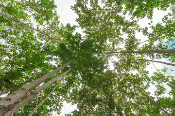A View Of Tree With Green Leaves From Below