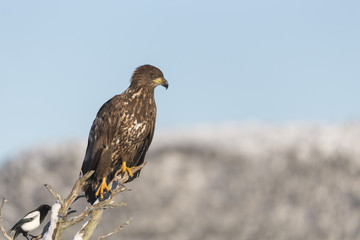 Young White-tailed eagle.