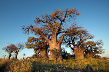 Fototapeta na wymiar Baines Baobab