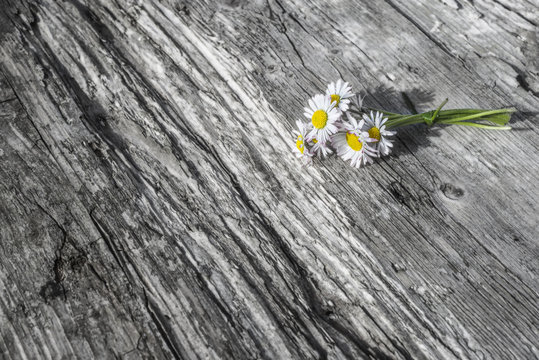 Bouquet of wild daisies on gray wooden
