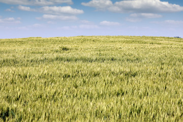 green wheat field landscape spring season