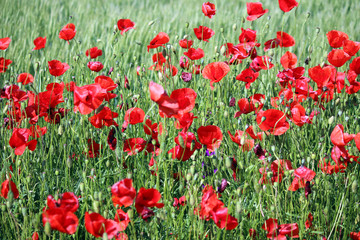 Fototapeta na wymiar Red poppies flower spring season