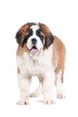 Saint bernard puppy standing on white