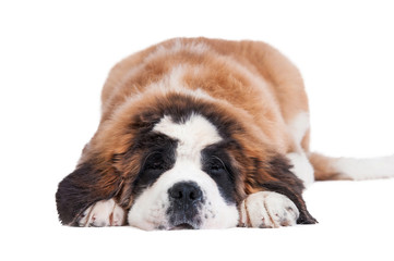 Saint bernard puppy sleeping isolated on white