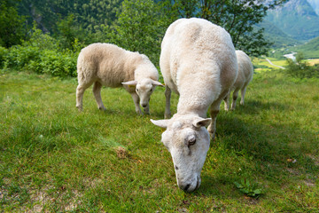 Obraz na płótnie Canvas Sheep eating grass in the mountains, Norway