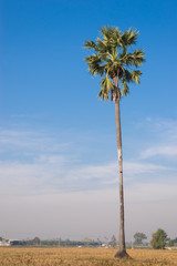 Obraz premium Sugar palms (borassus flabellifer) on the rice field with blue s