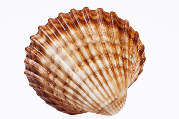 single seashell isolated on white background