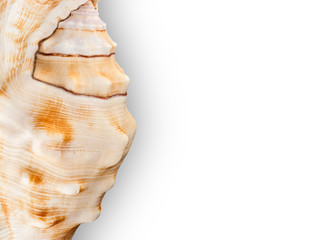 background with sea shell element