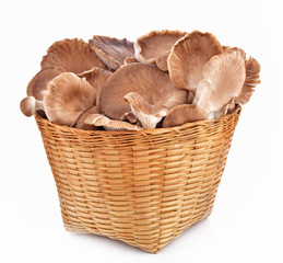 Phoenix Mushrooms in basket on white background