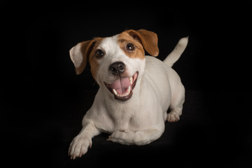 Happy dog © anya_titanya