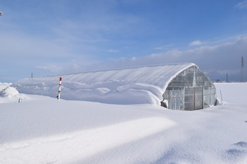 雪の中の農業用ビニールハウス／山形県の庄内地方で、雪の中の農業用ビニールハウスを撮影した写真です。
