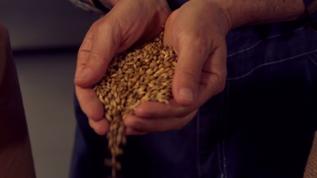 Brewery worker pouring hop grains 