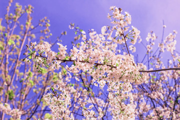 Spring flowering branches of cherry