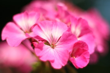 Fototapeta na wymiar Flower Geranium close-up abstract