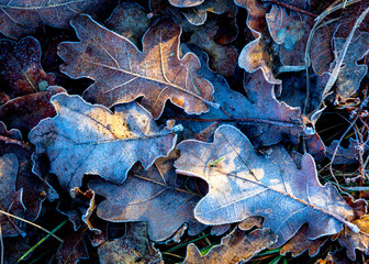 nice autumn natural background with frosted oak leafs