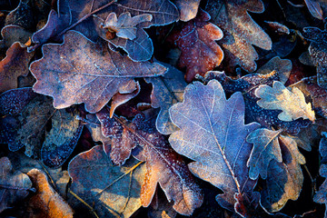 nice autumn leafs with frost