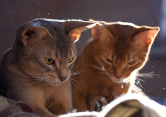 Abyssinian on the couch
