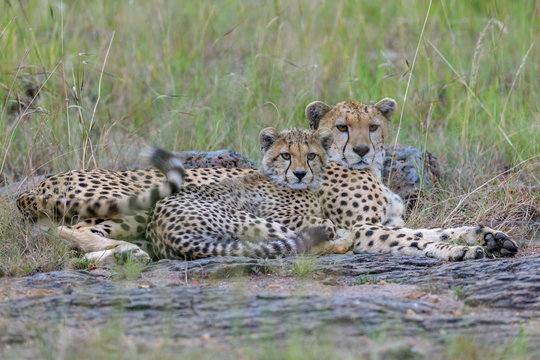 cheetah mother with young