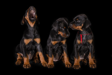 Dobermann puppies © anya_titanya