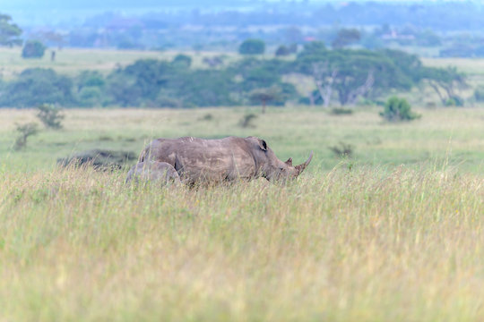 Rhinozeros in the Savannah of Afrika 