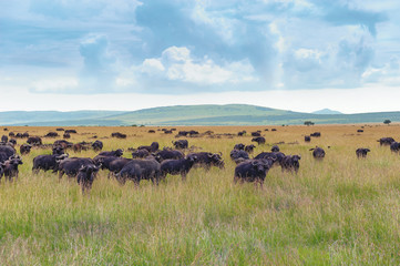 Buffalo Herd in the Savannah of Africa