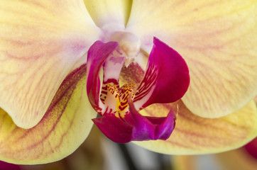 Obraz na płótnie Canvas Detail of yellow Orchid flower,