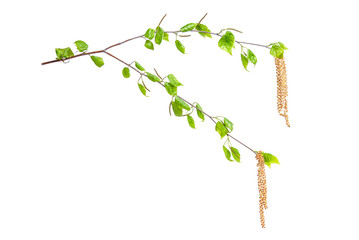 Obraz premium Birch branches with leaves