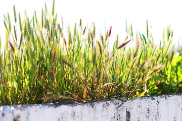 Wild grass (weed) on top of a concrete wall, sunlight coming through the grass.
