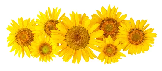 Fototapete Sonnenblumen Blumen Sonnenblume
