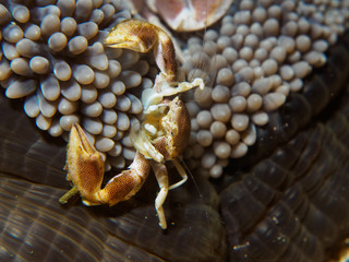  Porcelain crab