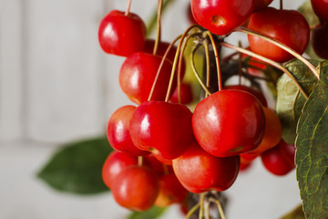 Paradise apples (Malus pumila Mill)