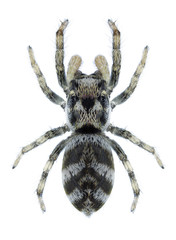 Spider Salticus scenicus