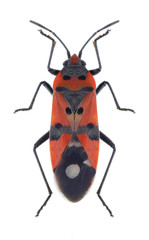 Bug Lygaeus equestris