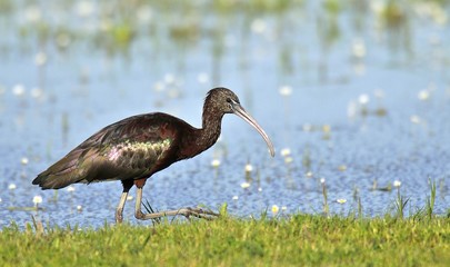 Morito en el PN de Doñana (Spain)