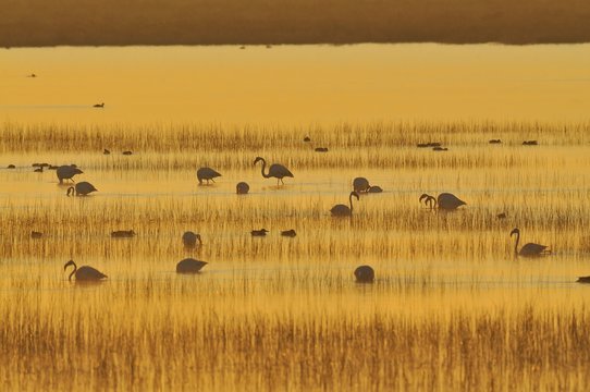 Flamencos en el Parque Nacional de Do&ntilde;ana (Spain)