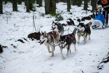 Fototapeta na wymiar dog team is running in the snow at sled dog race on snow in wint