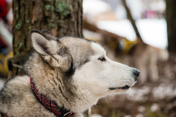 close-up portrait of noble sled dog a Chukchi husky breed dog on