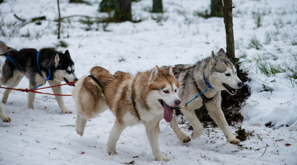 dog team is running in the snow at sled dog race on snow in wint