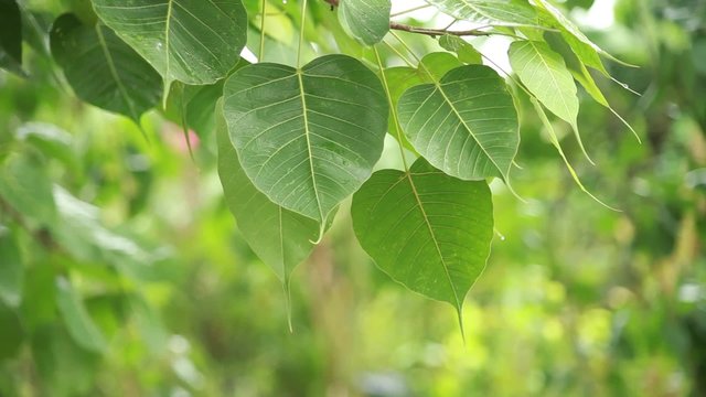 Green Bodhi Leaf moving _02