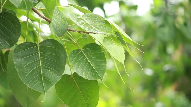 Green Bodhi Leaf moving _03