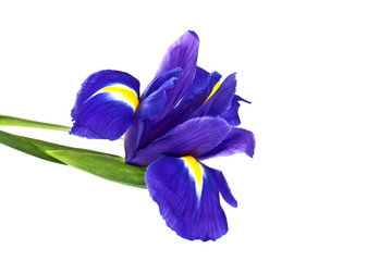 Blue iris or blueflag flower isolated on white background