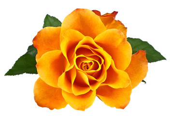 Orange rose isolated on a white background