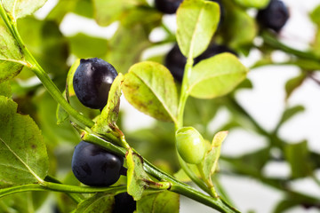 Blueberries on bushes with leaves