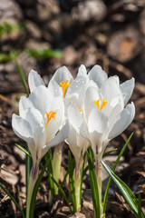 Crocus flowers on the glade