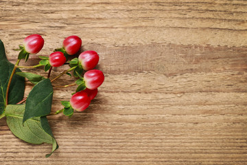Moss and hypericum plant on wooden background,