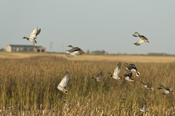 Fototapeta na wymiar Flock of Ducks