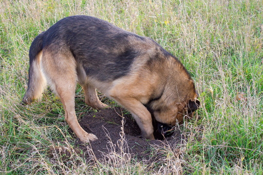 funny dog digging a hole