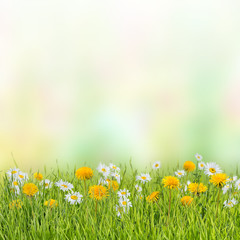 Fototapeta na wymiar Floral meadow with dandelion and chamomile