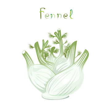 Fennel Bulb